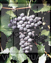 Foto di un grappolo d'uva di Pinot Nero LB 9